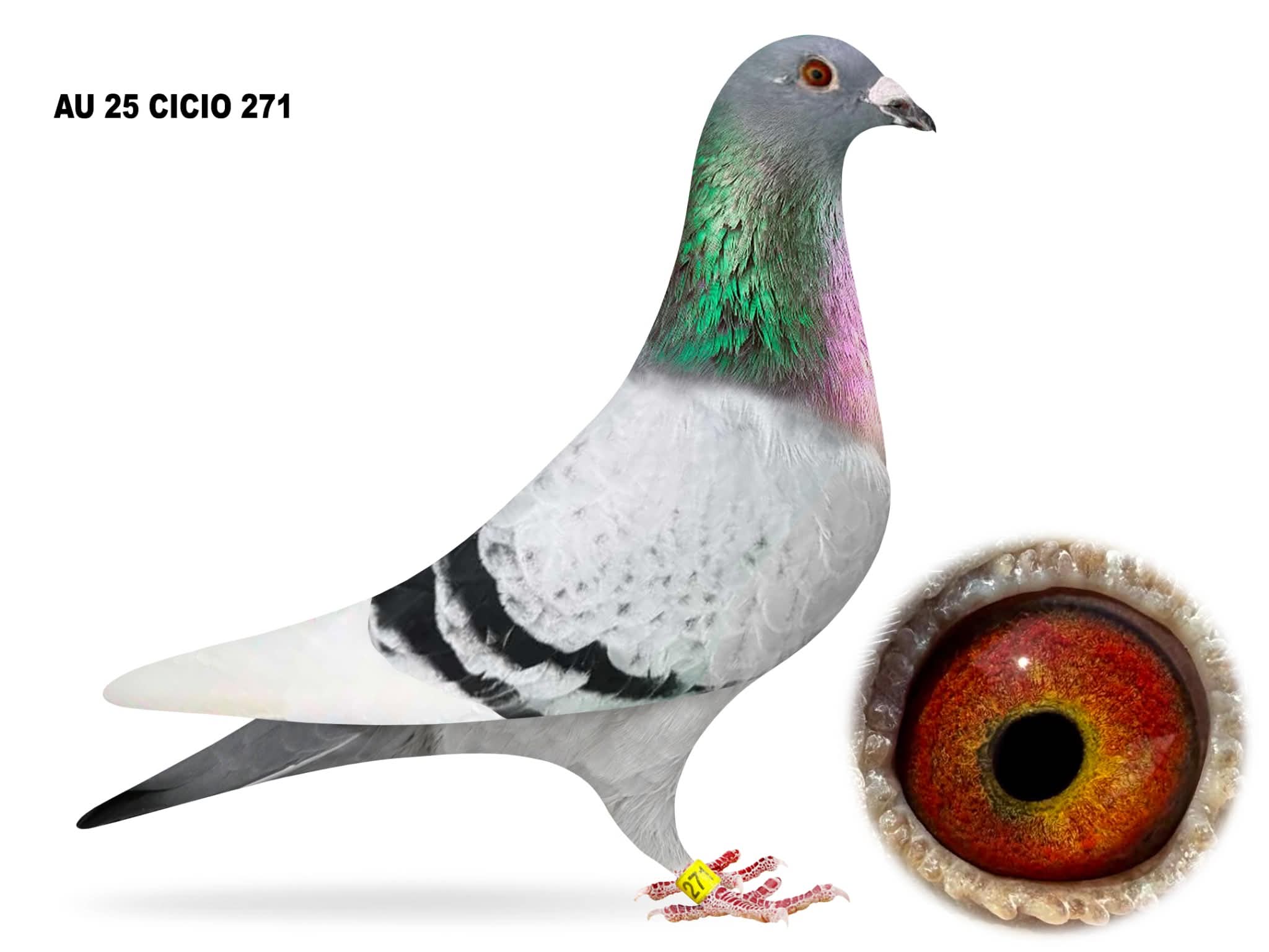 AU 25 CICIO 271Cock