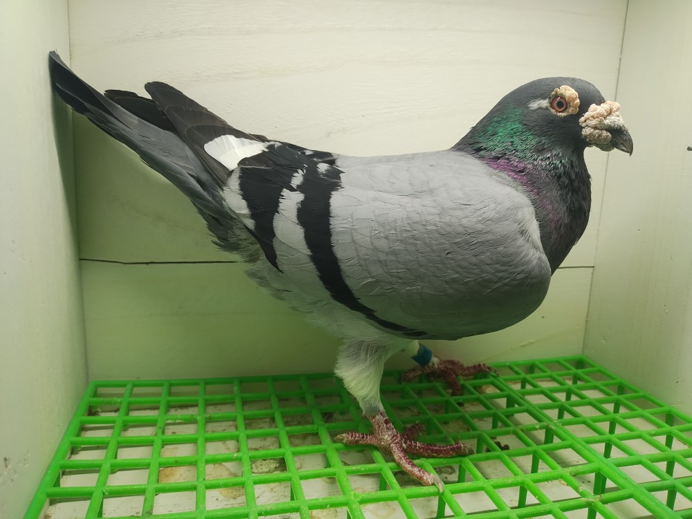 Wings Loft Pair