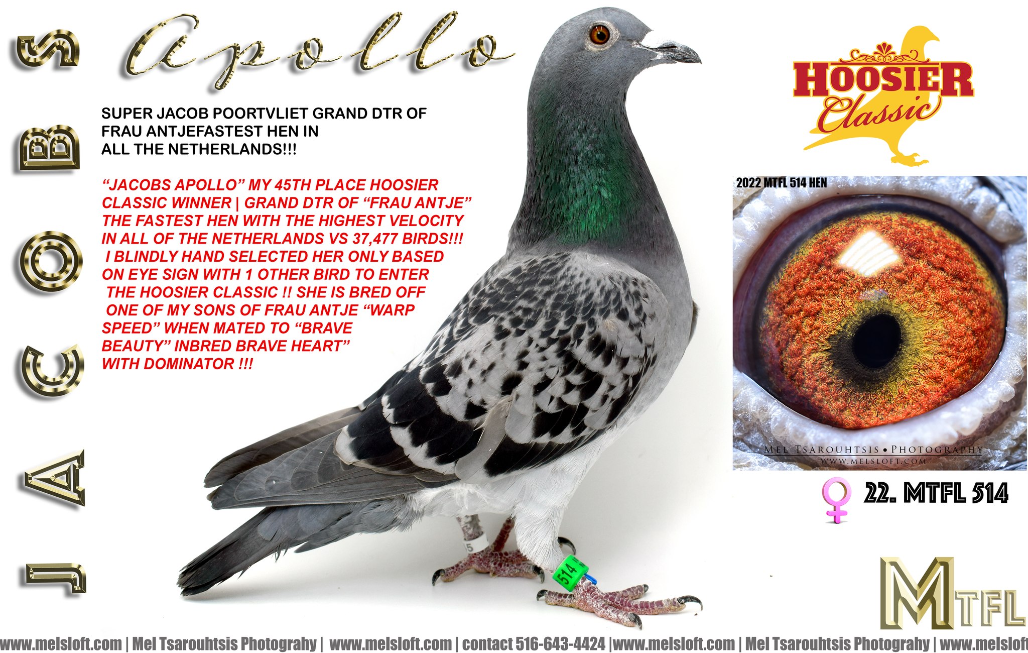 iPigeon.com - Racing Pigeon Auction