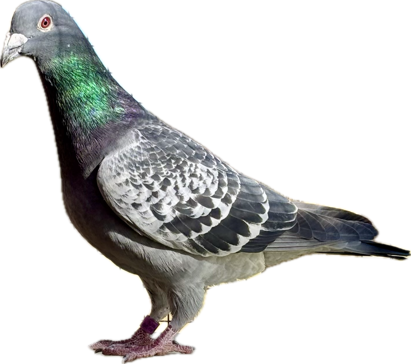 Flying Dutchman Loft Donation 