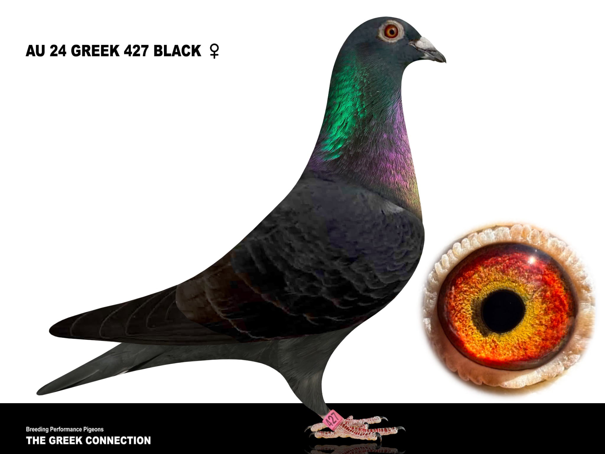 AU 24 GREEK 427 BLACK HEN 