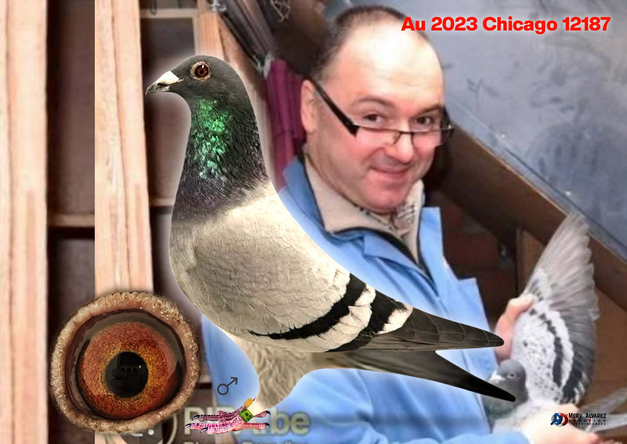  4 TH PLACE ACE PIGEON