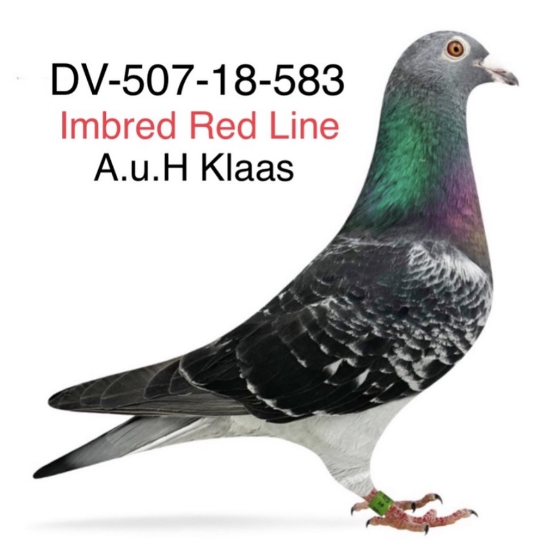 ORIGINAL A.u.H Klaas