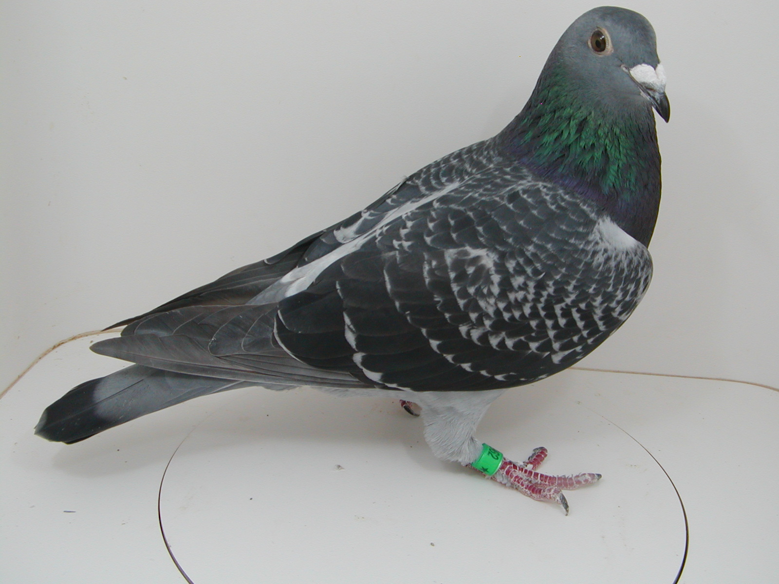 AU 26 JEDDS 1962 "FEATHER LEGGED"