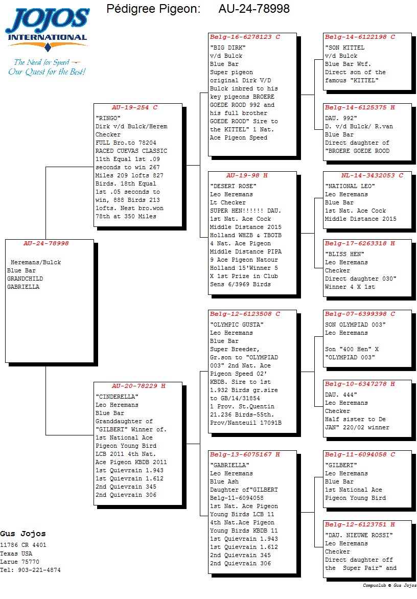 ipigeon-racing-pigeon-auction