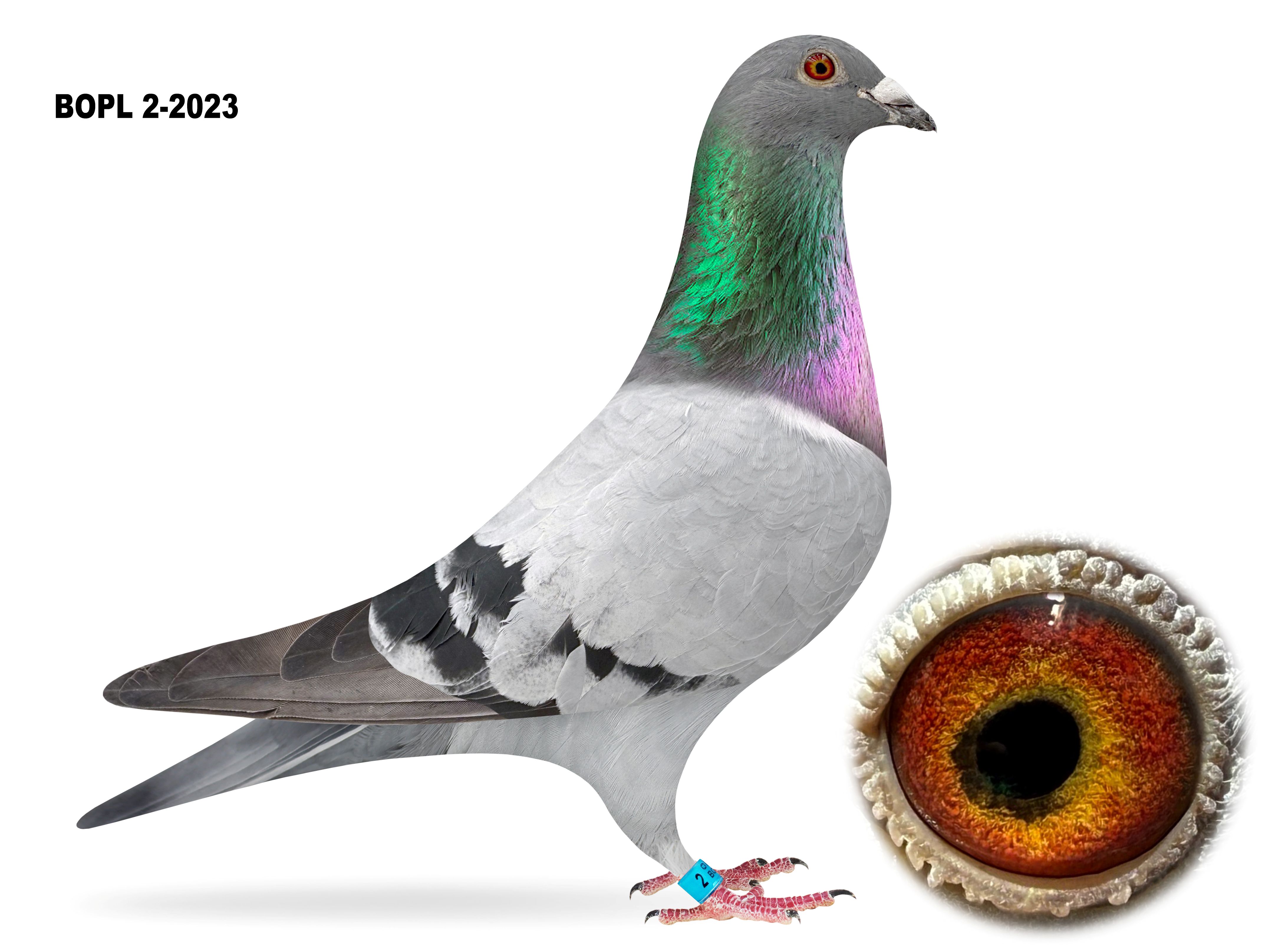 Puggle Sign iPigeon.com - Racing Pigeon Auction