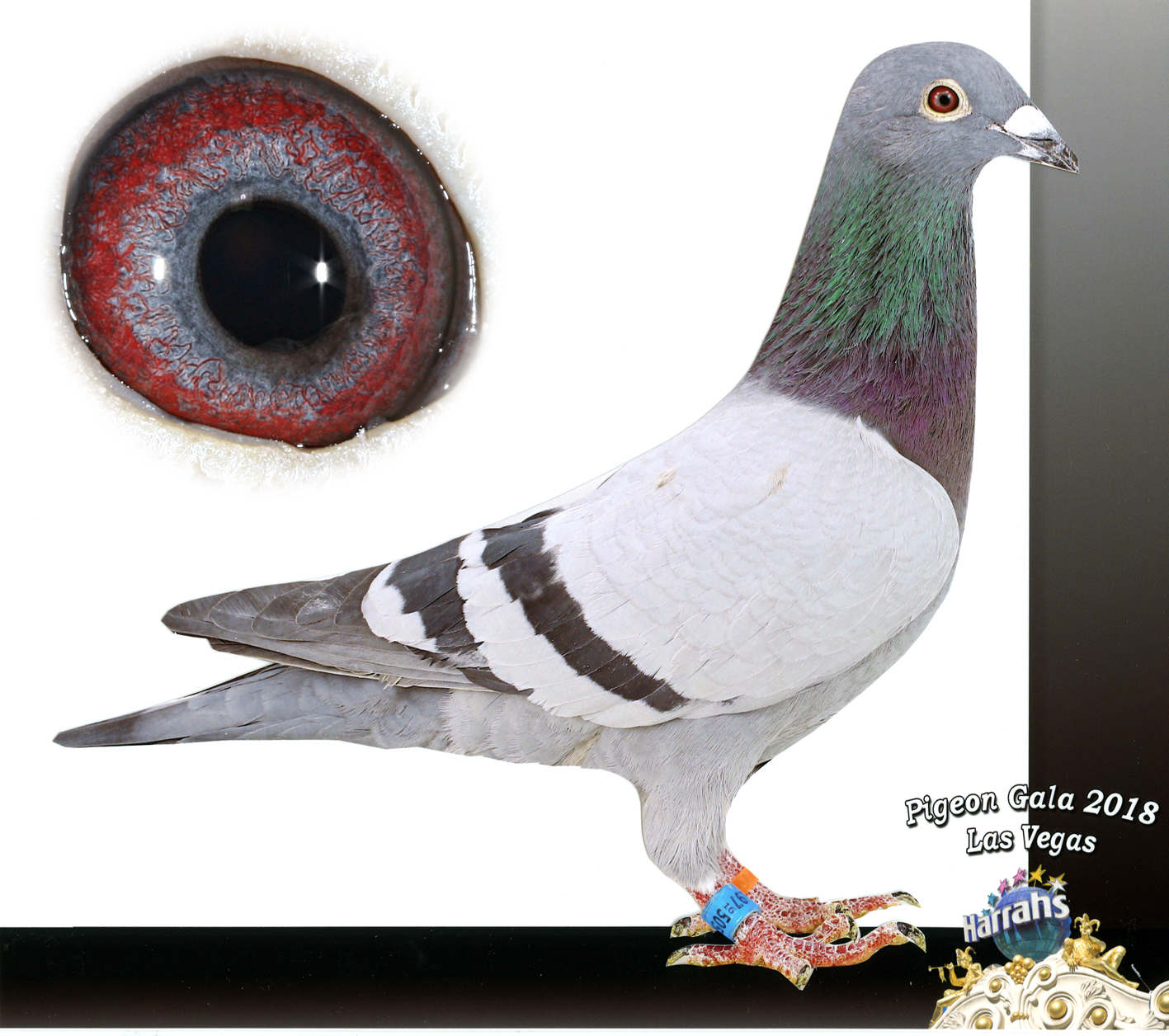 Preview Image 1