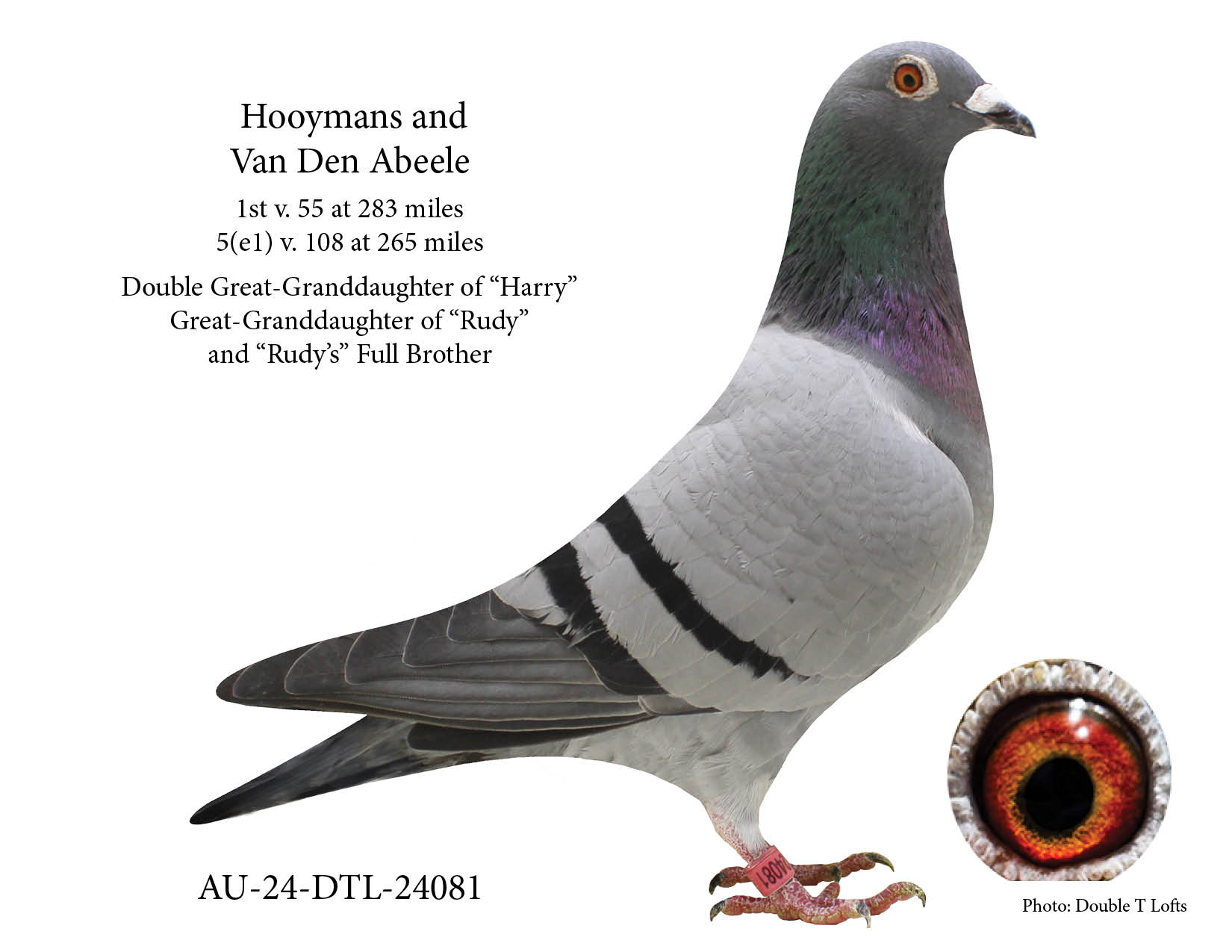 Futurity Winner at 283 miles