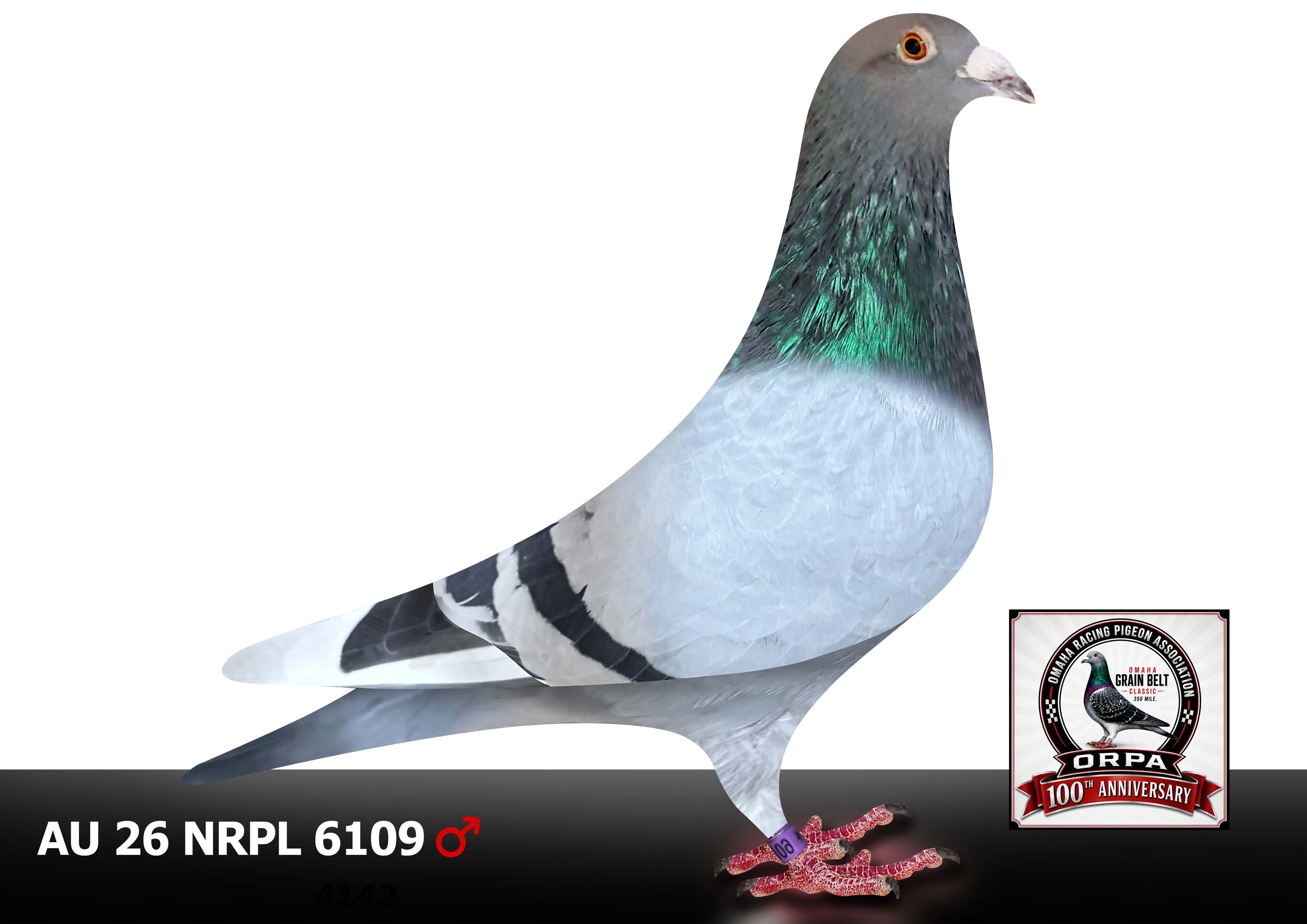AU 19 NRPL 9103 H     AU 26 6109 C