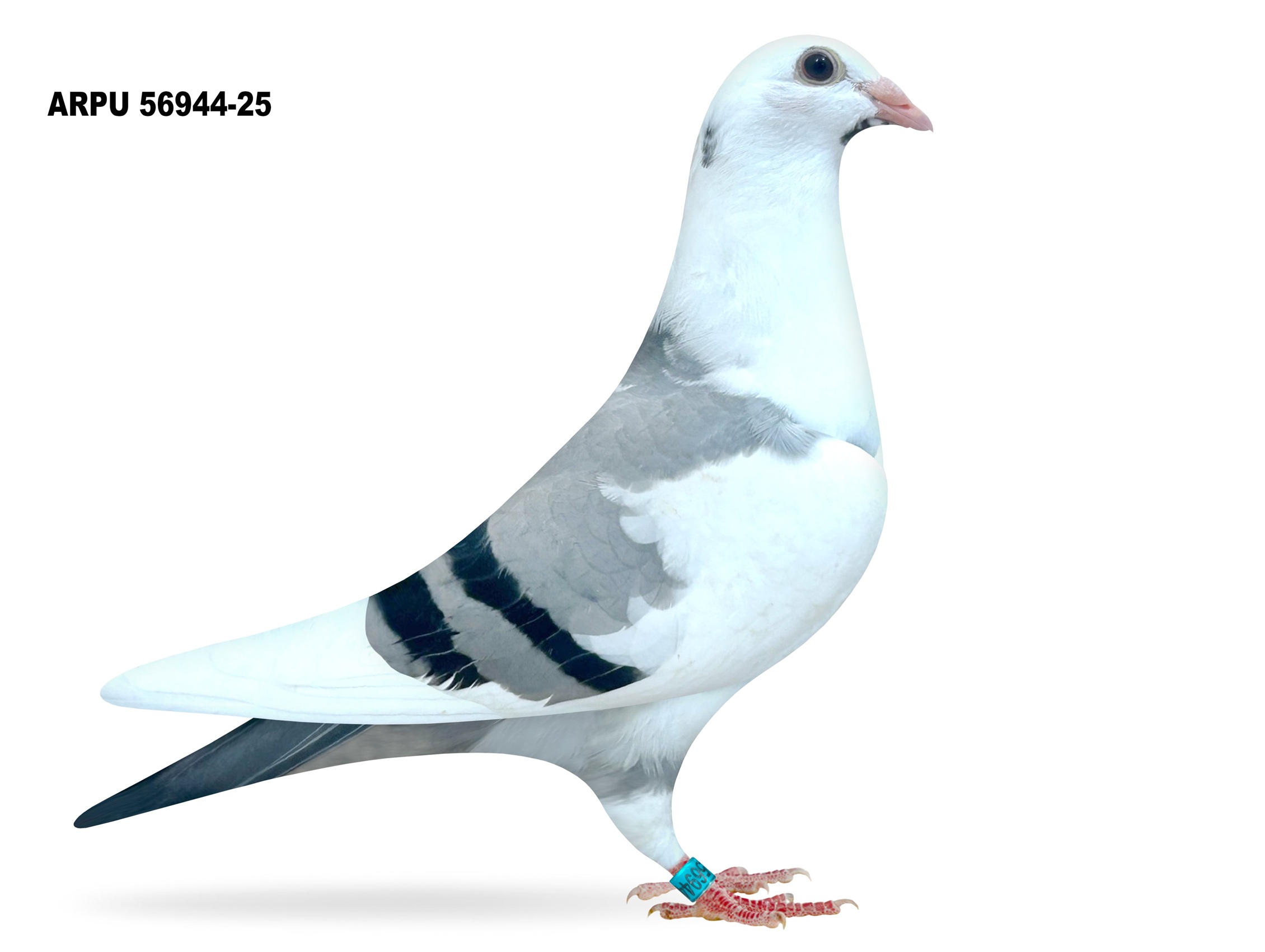 ARPU 56944-25 PIED HEN
