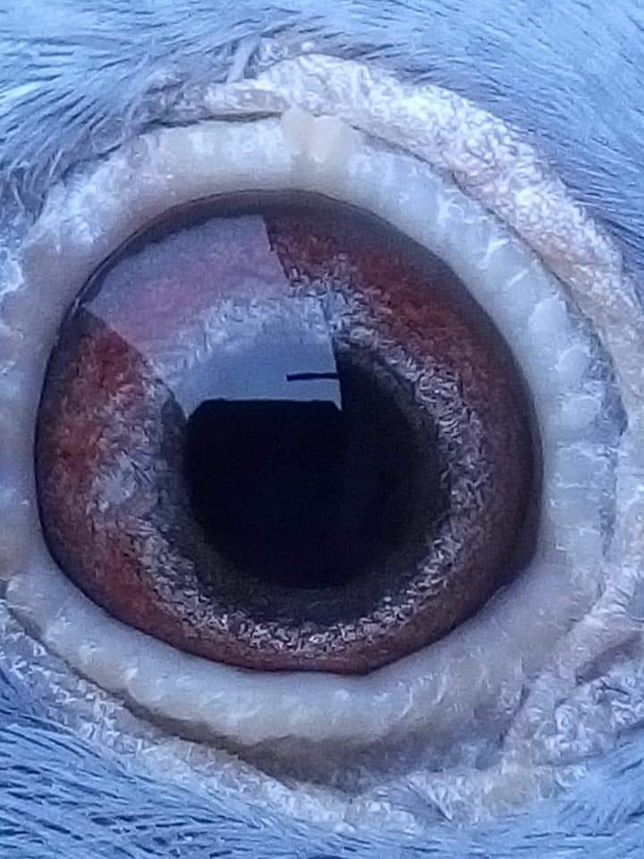 Preview Image 3