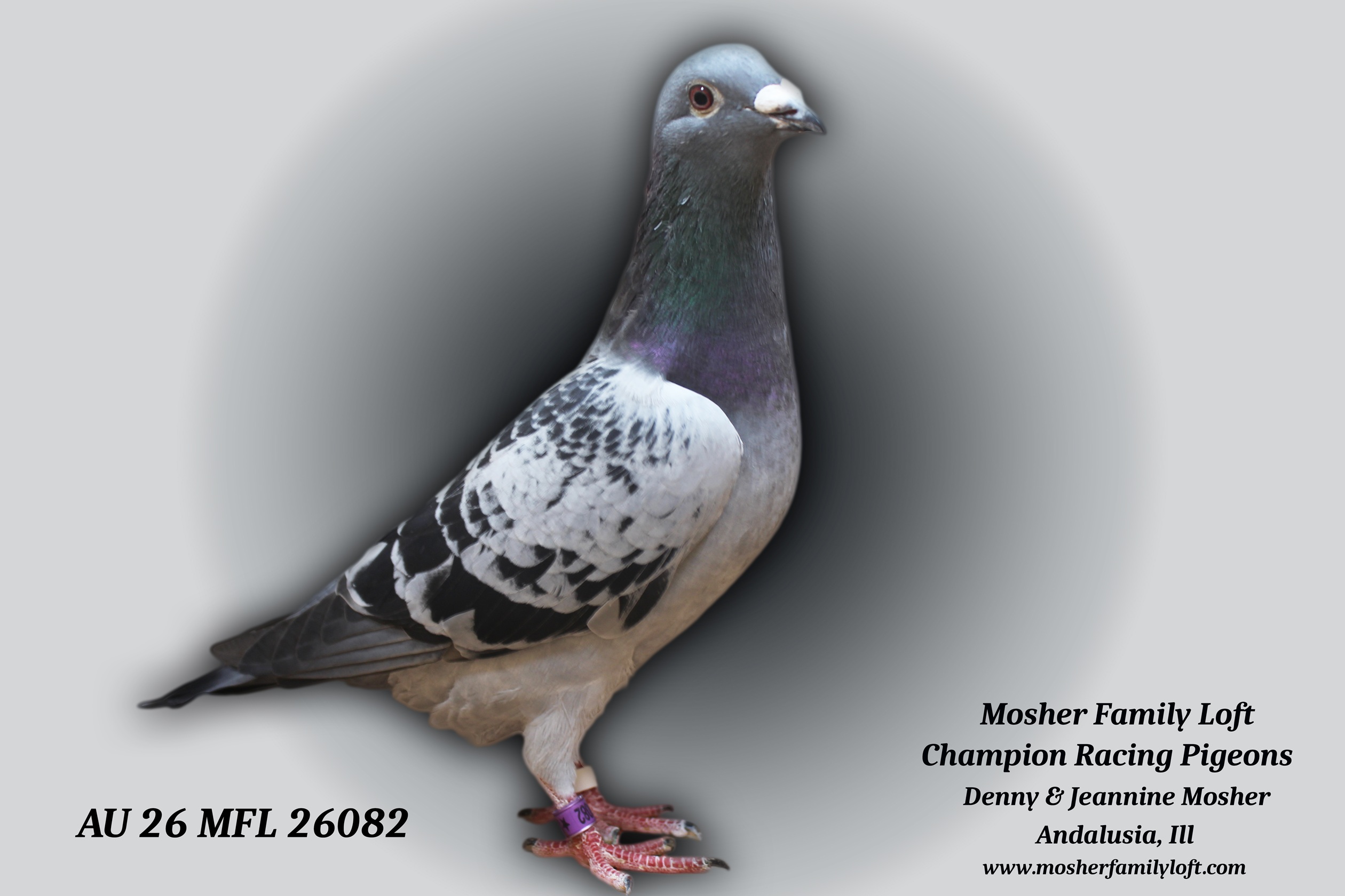 AU 26 MFL 26082 Cock