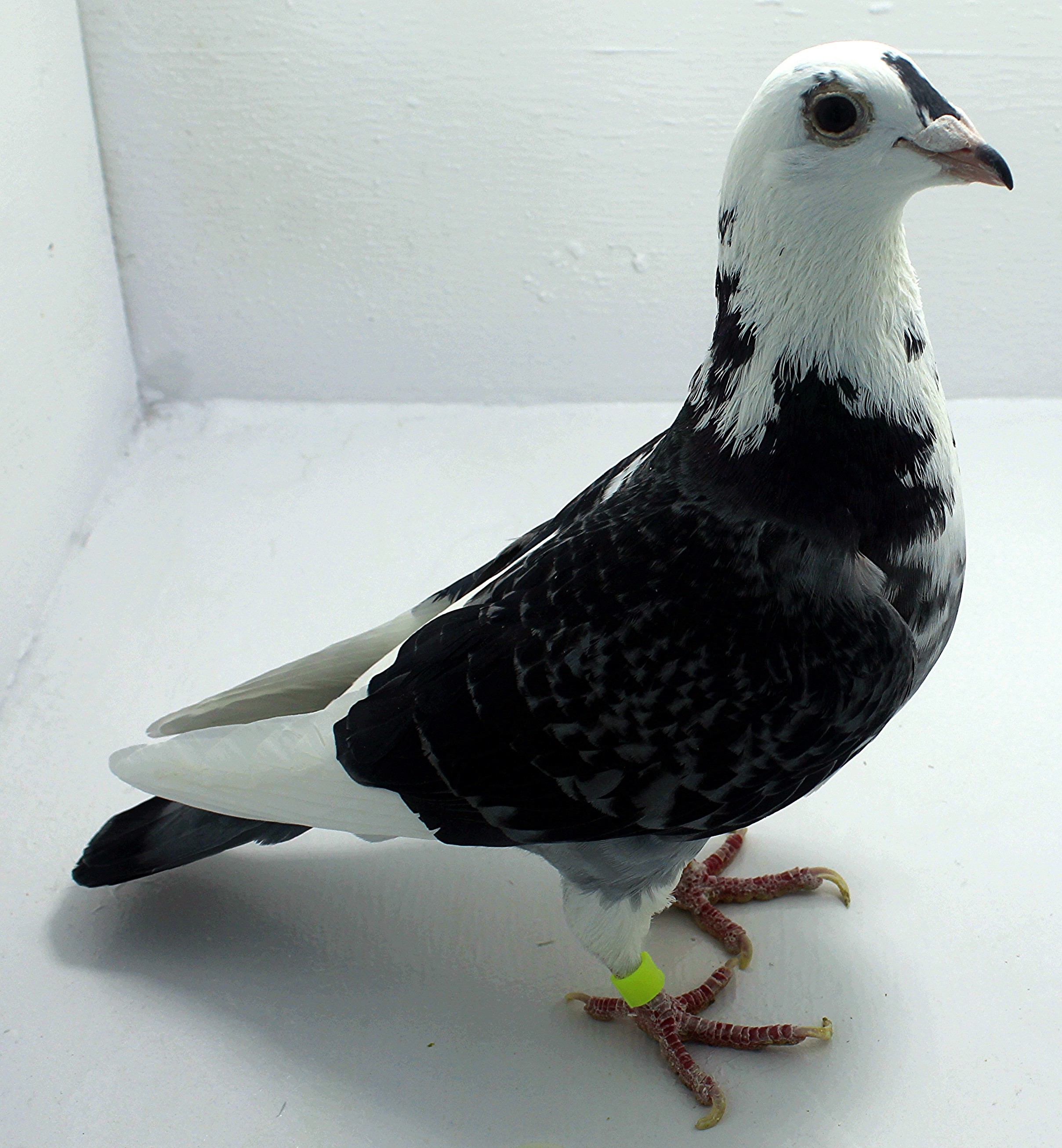 iPigeon.com - Racing Pigeon Auction