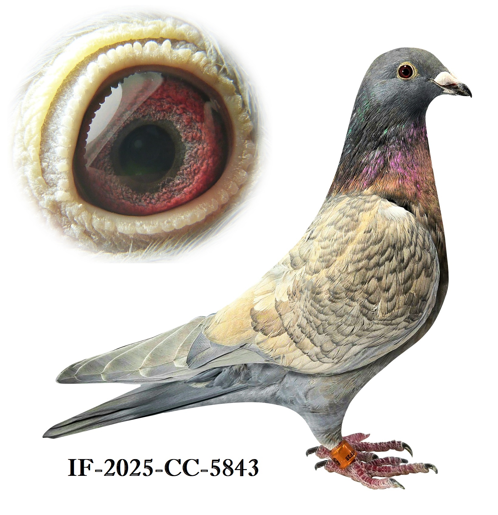 CHOC Hen - Father 19 diploma winner, AU Elite and IF Reg. Champ.