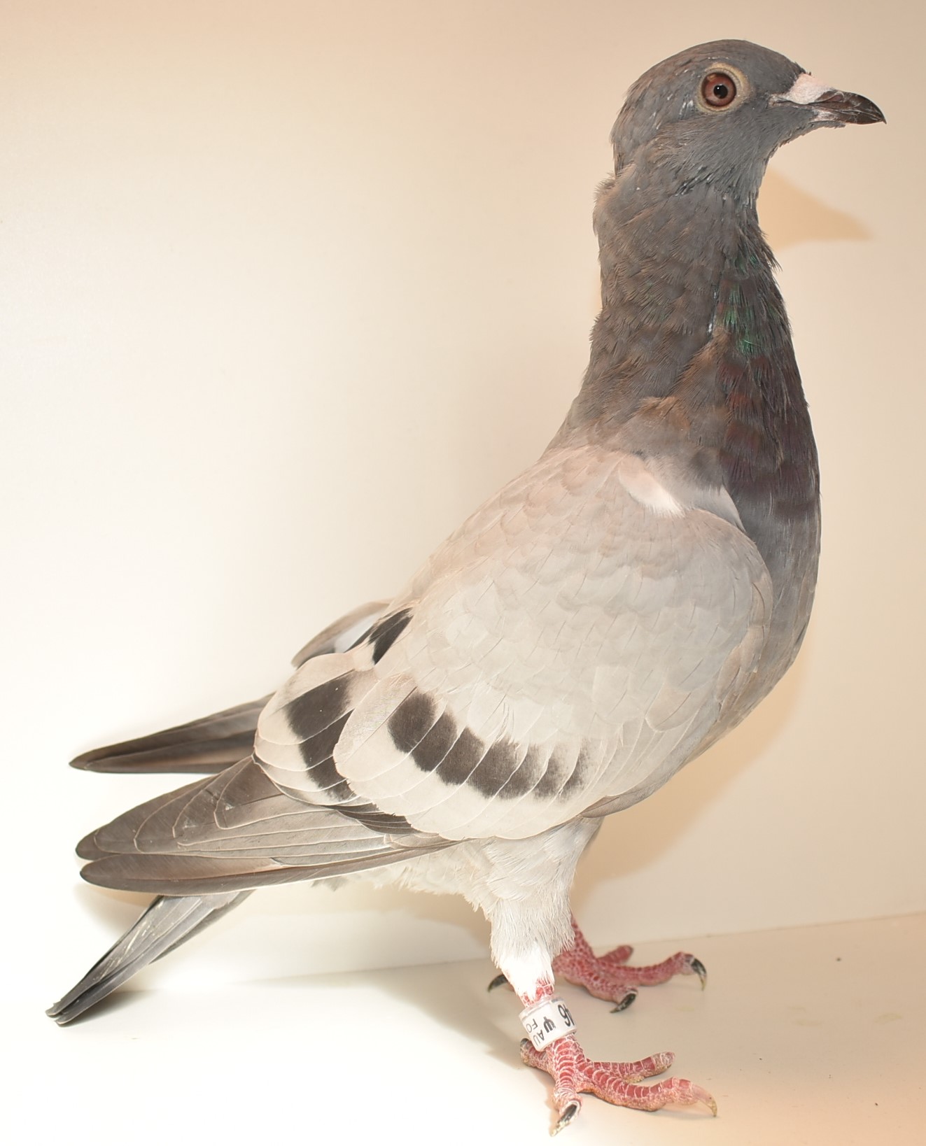 iPigeon.com - Racing Pigeon Auction