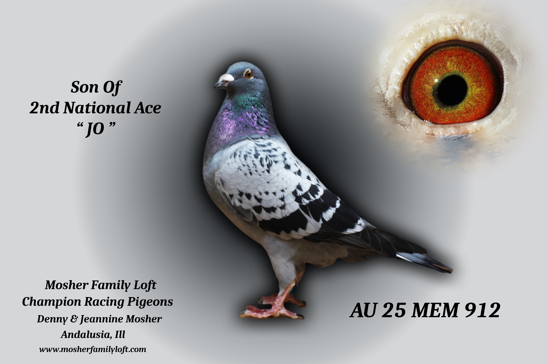 AU 25 MEM 912 Cock