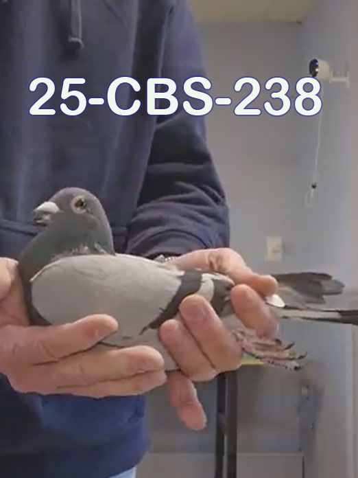 25-CBS-238 Blue white flight cock. 