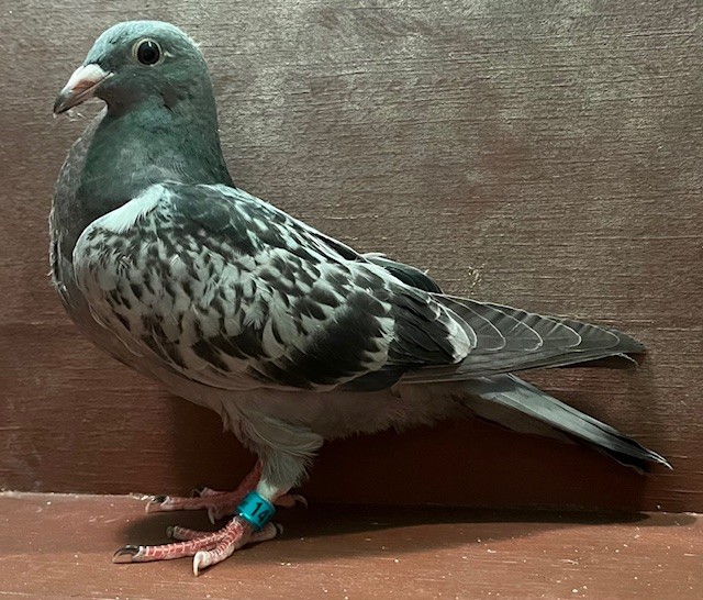 LATE HATCH SQUEAKER OFF IMPORT