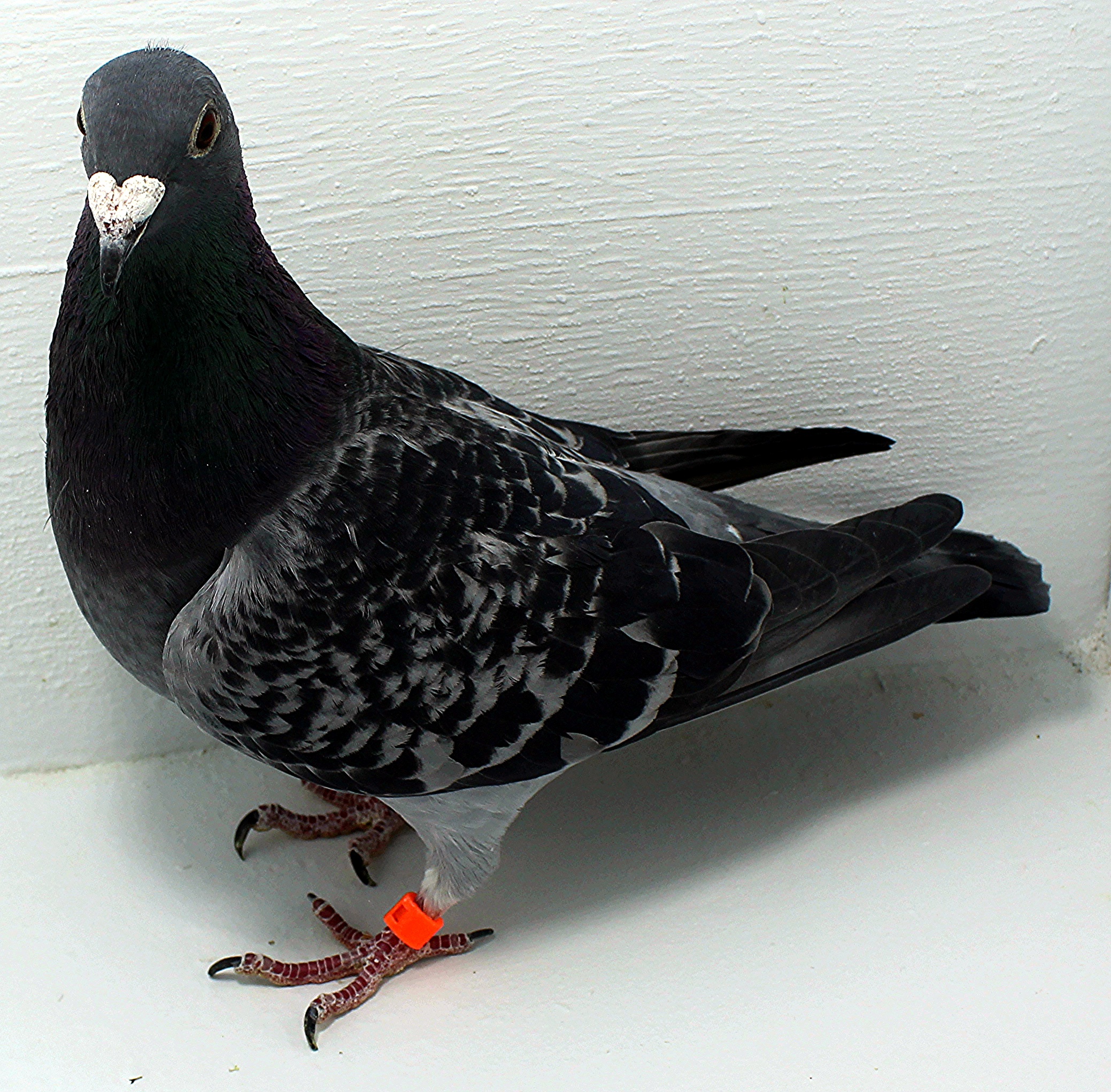 AU 20174 Foys 2025 Pure Paul Sion