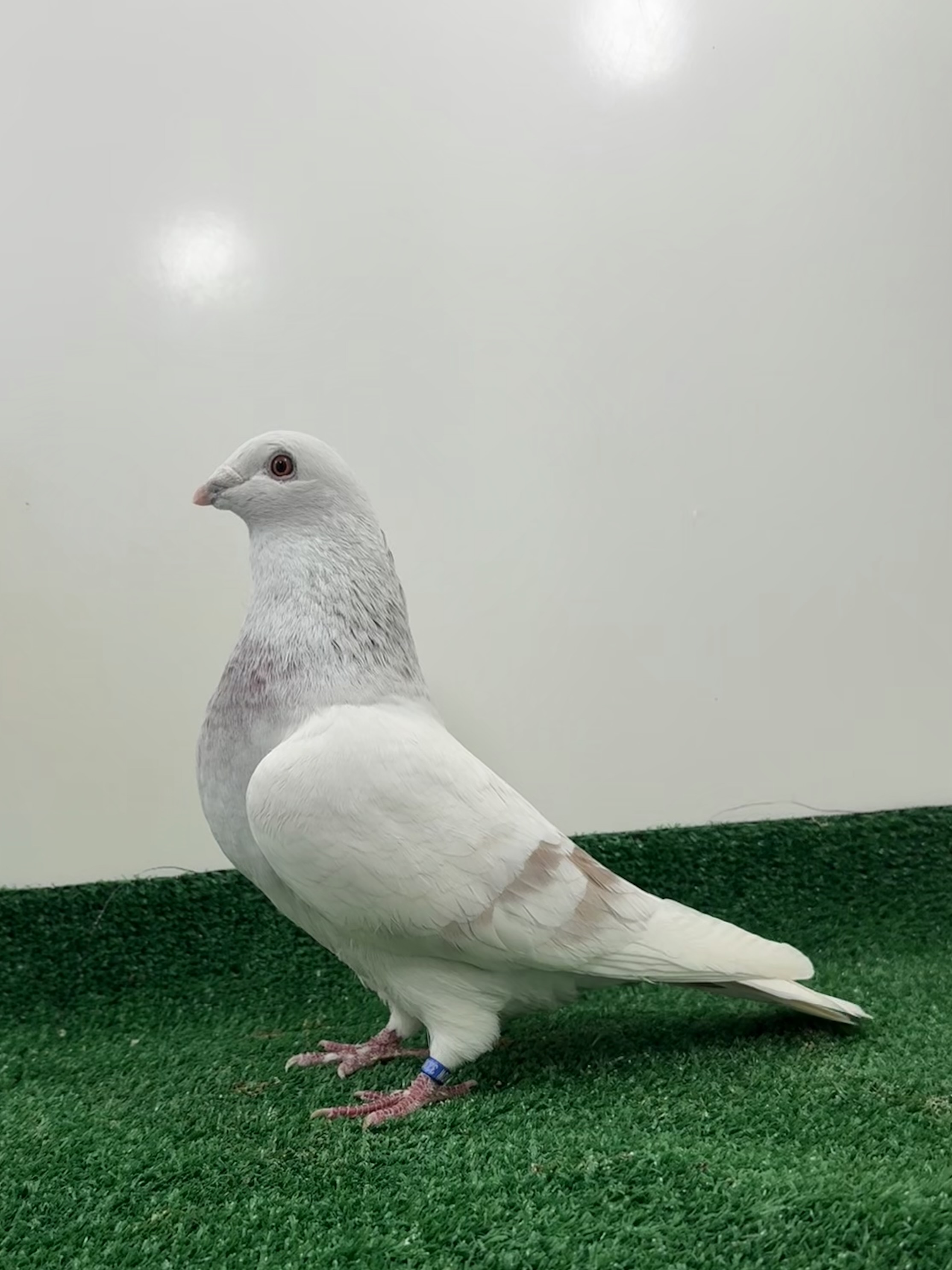 Silver cock 3230-2024 