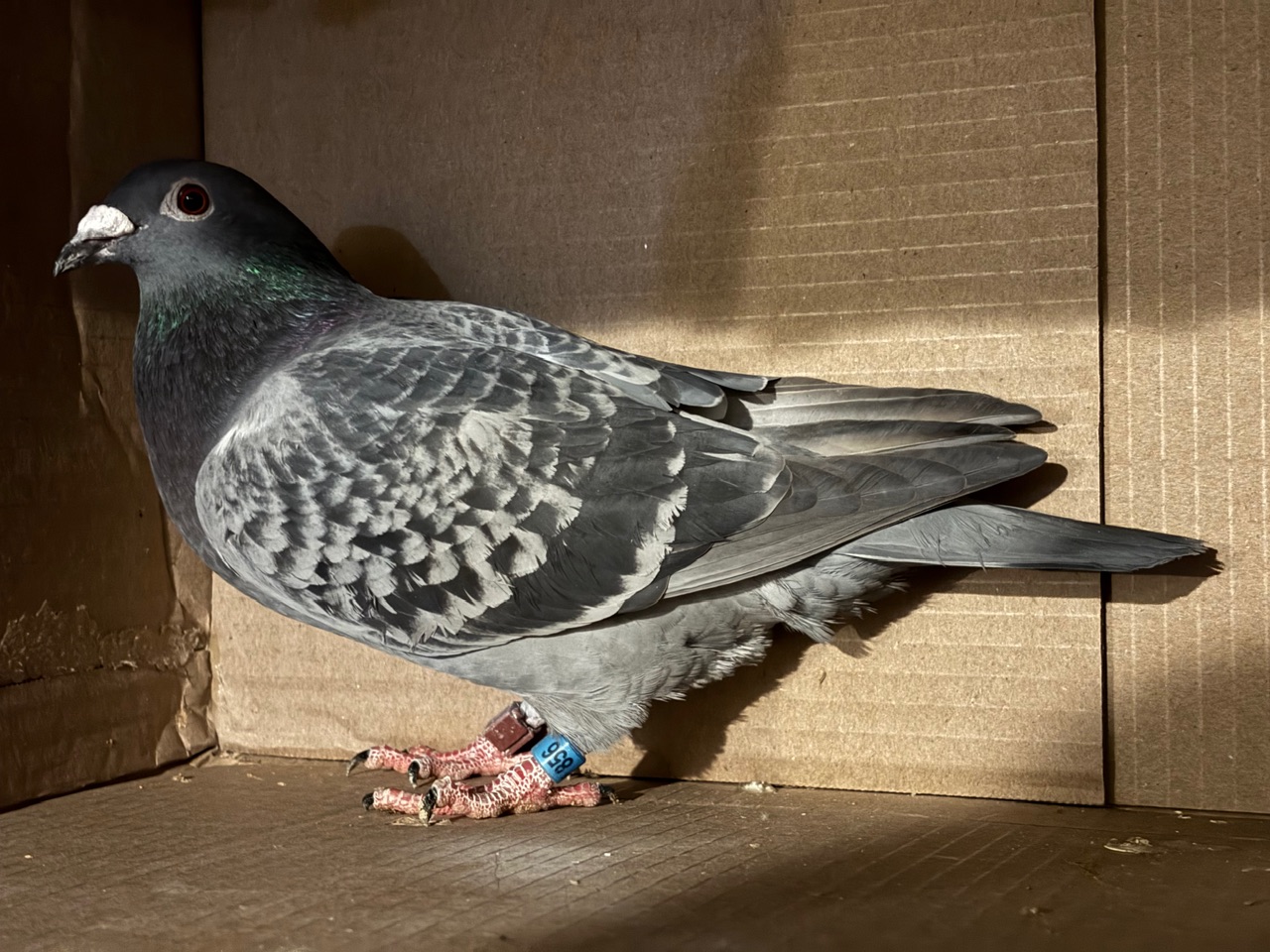 Super crossed jelle jellema 