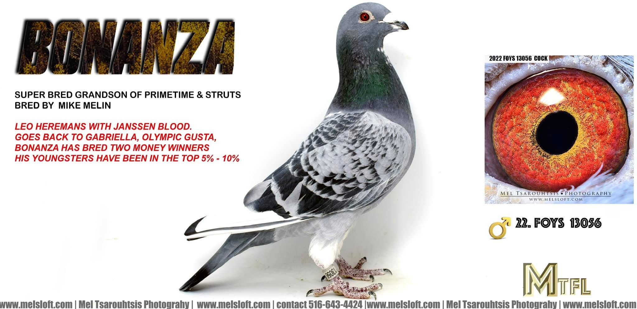 2022 AU FOYS 13056 cock BONANZA !!