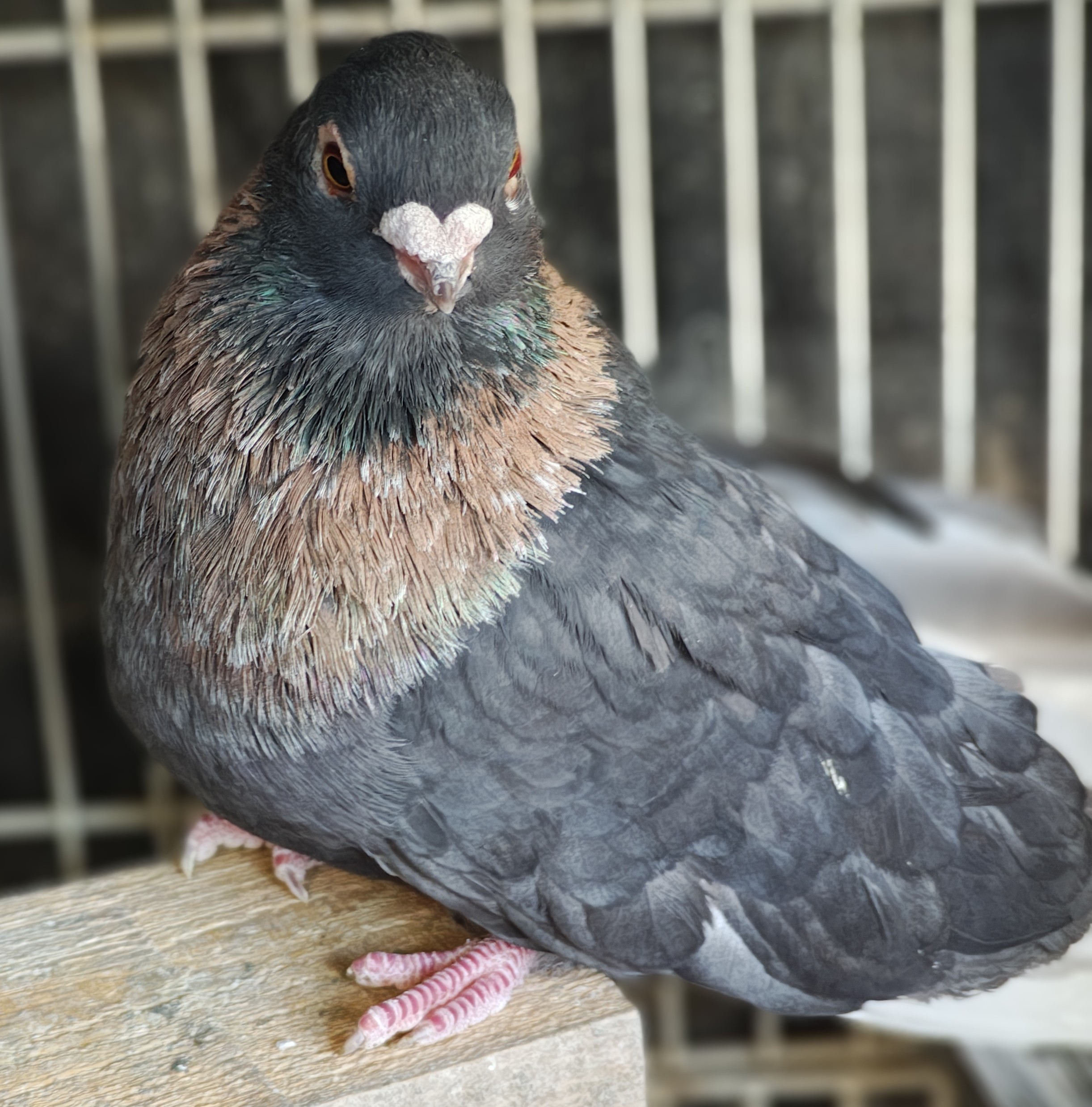 Egyptian Swift Pigeon 