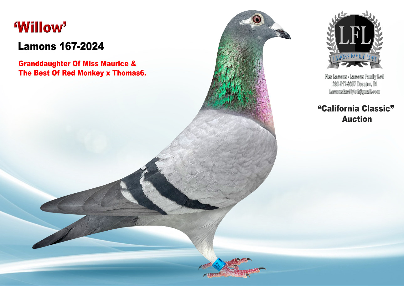 Lot 21. 2024 Lamons 167 Hen