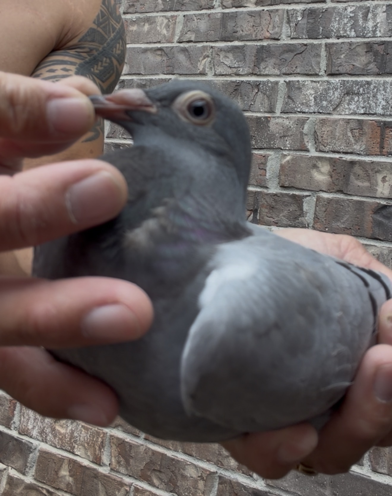 Preview Image 4