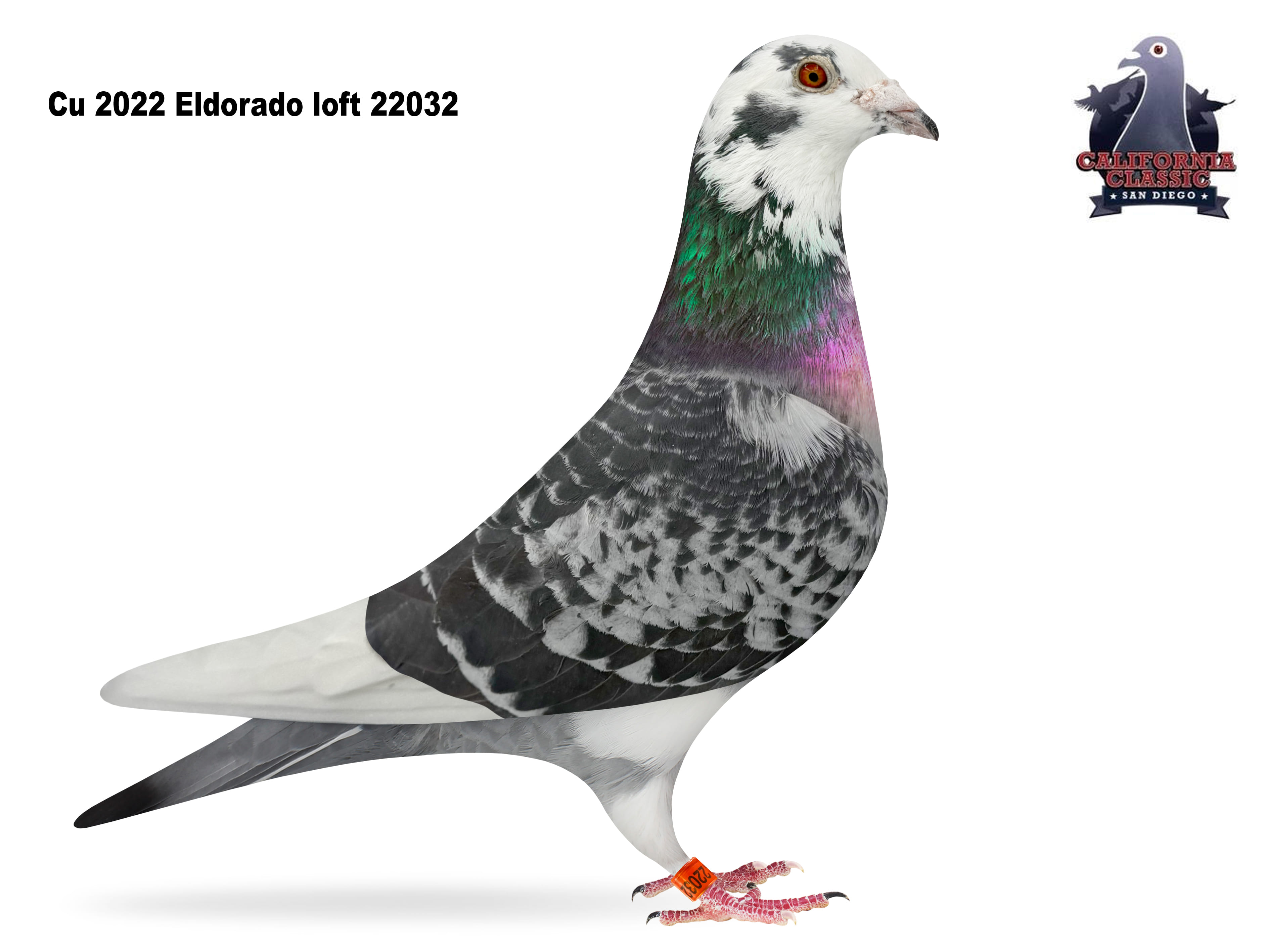 Lot 33. 2022 ELDO 22032 Cock