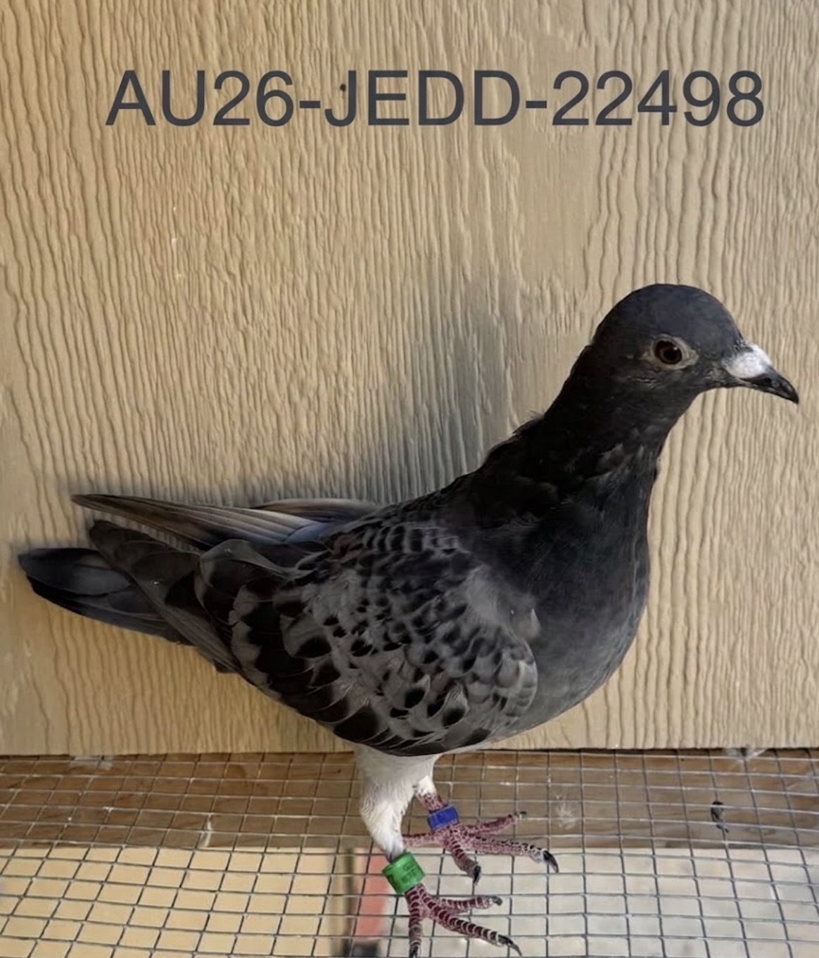 AU26-JEDD-22498