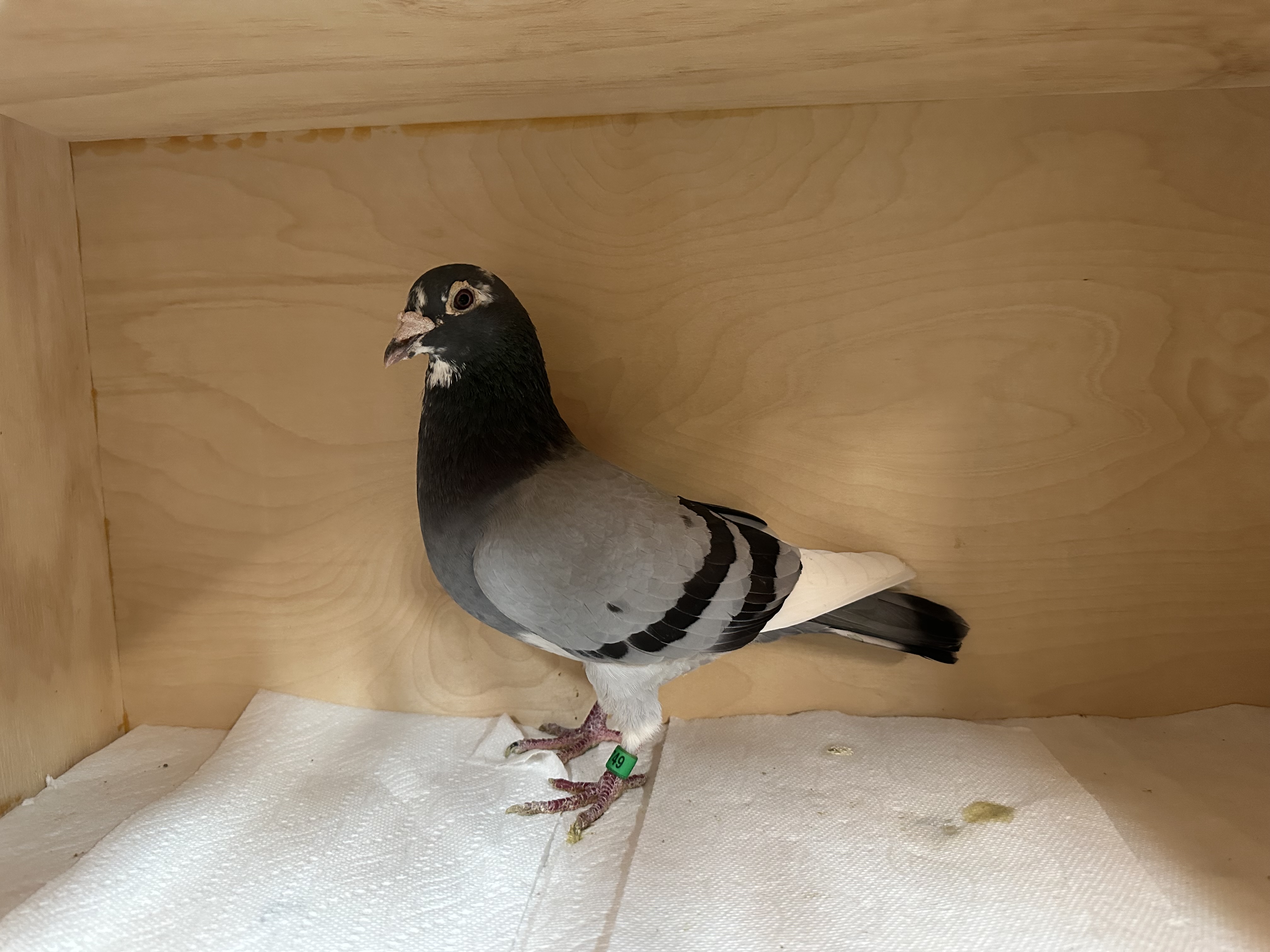 AU - 2013 Tentil #749 ; Real nice older cock , filled eggs last year , breed 2 rounds 