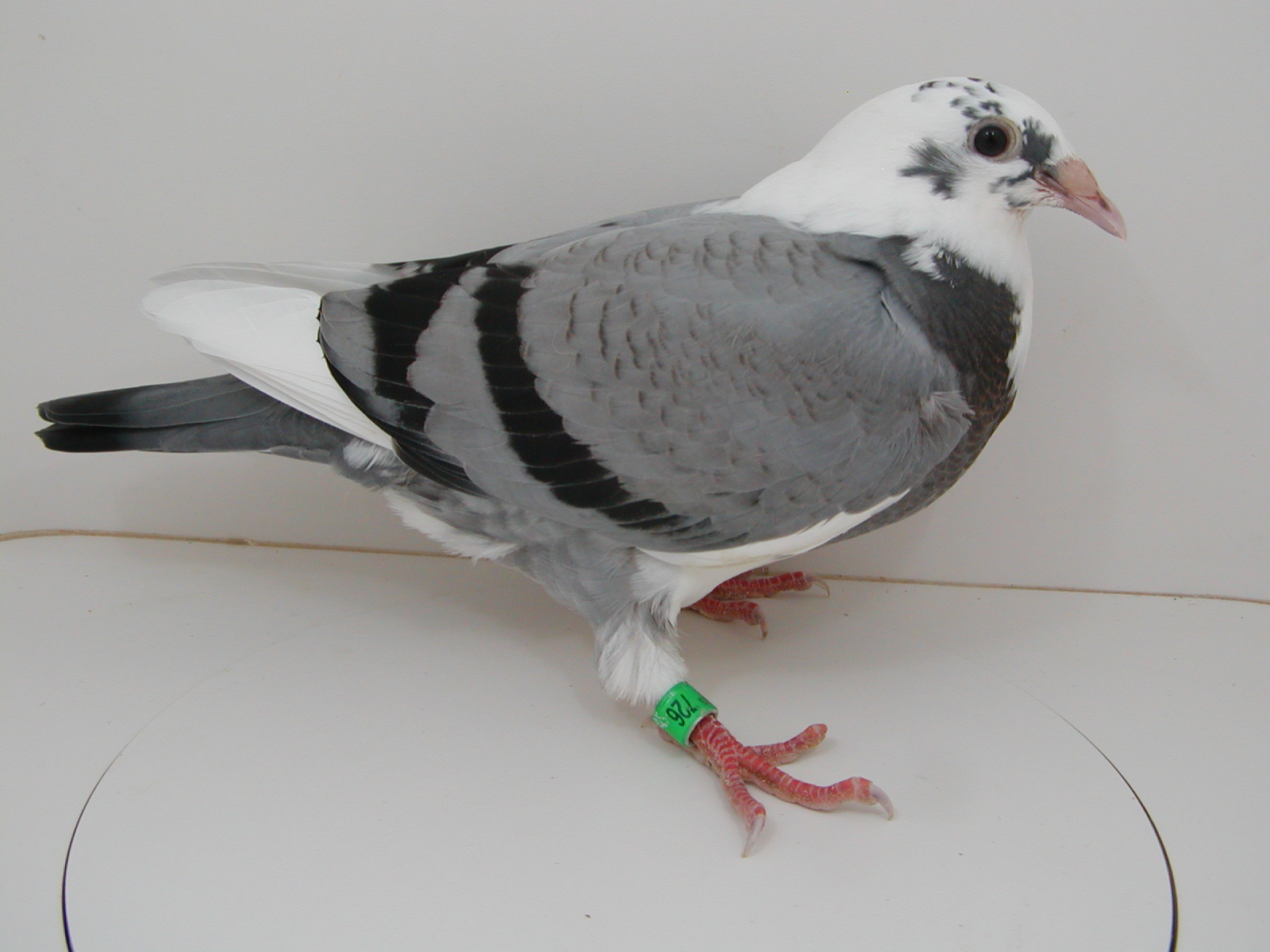 AU 26 JEDDS 726 GR-CHILD OF "BIGITY" & "LADY 900"