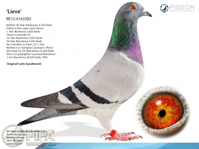 Preview Image 5