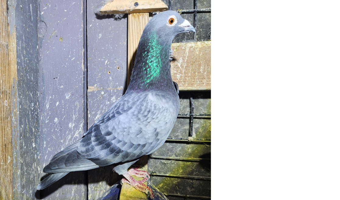 AU19AA 41202 VANLOON COCK