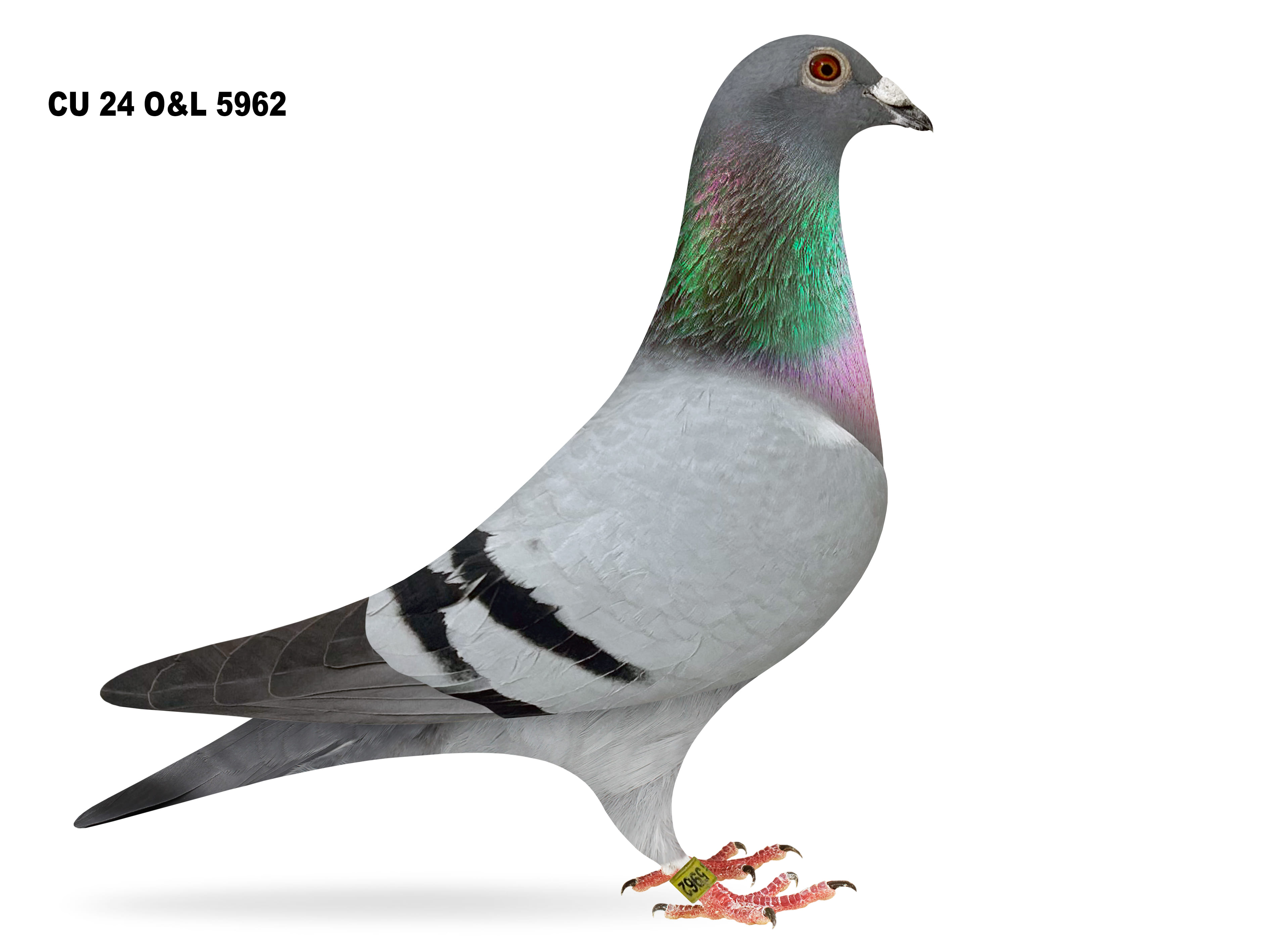 Lot 24 – CU 24 O&L 5962 BB Cock