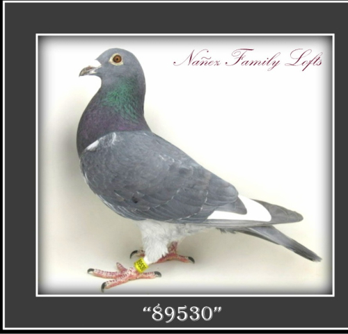 AU 2024 ARPU 89530 COCK