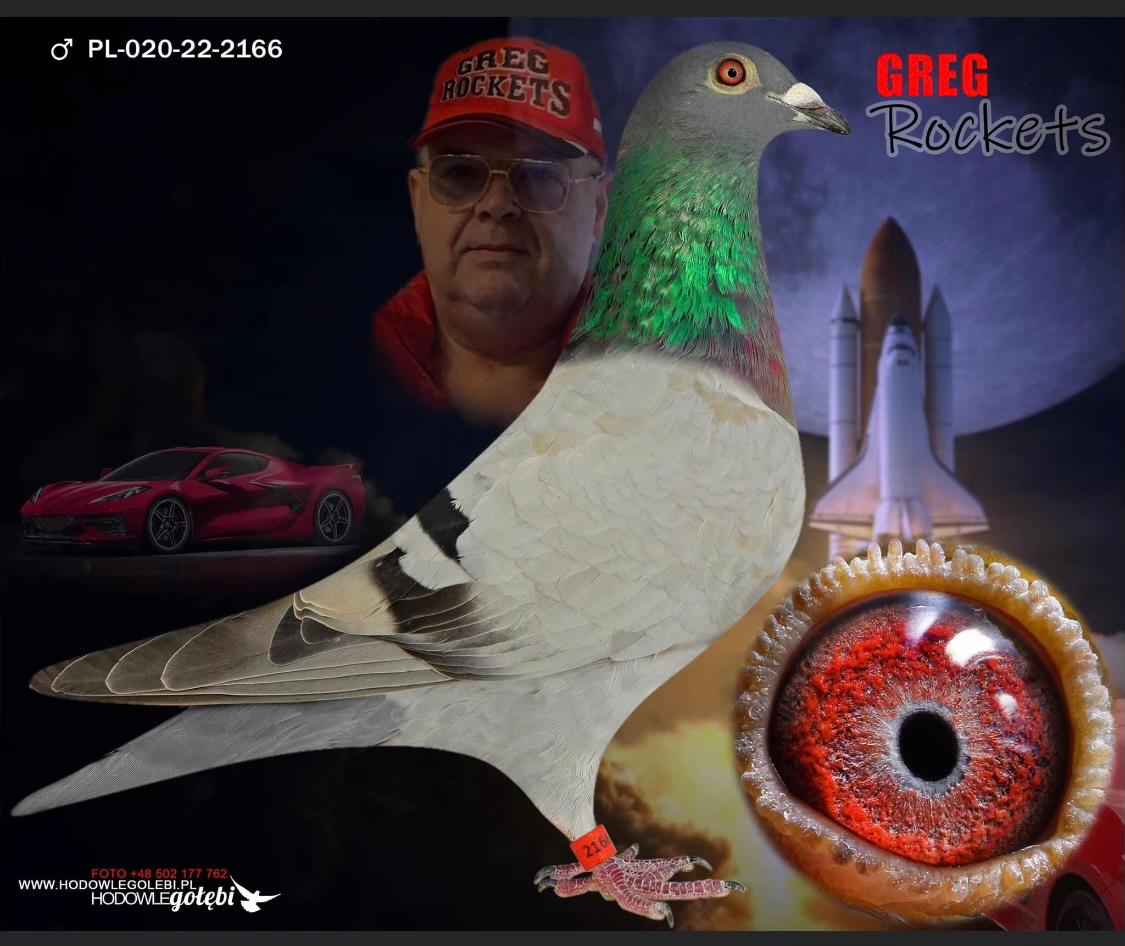 iPigeon.com - Racing Pigeon Auction