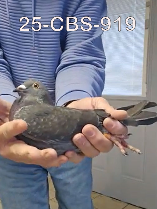 25-CBS-919 Black Hen. 