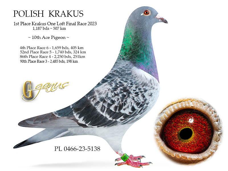 GFL 76-2025 Check Hen