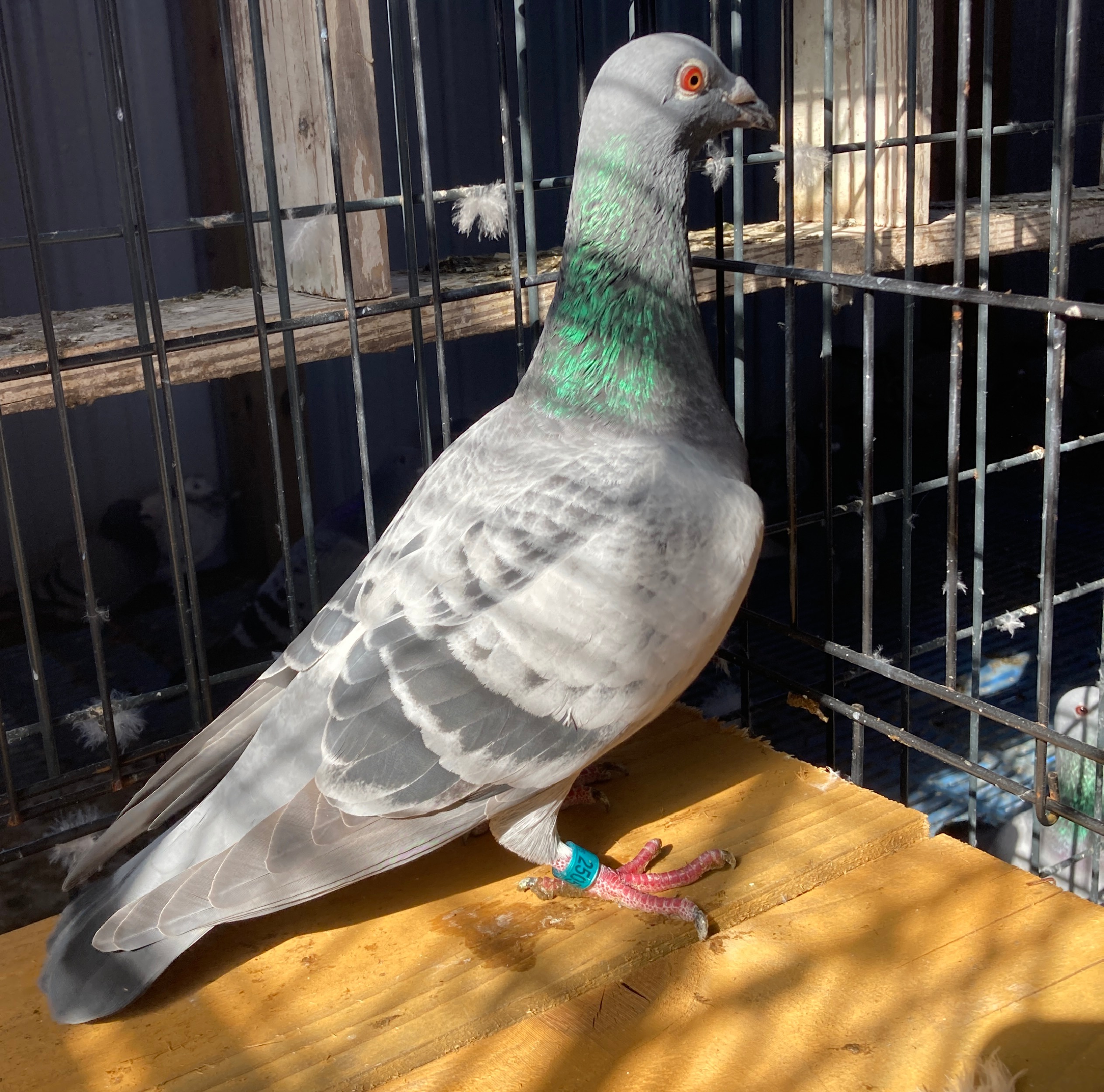 2025 Lewis Lofts 2505 BC C