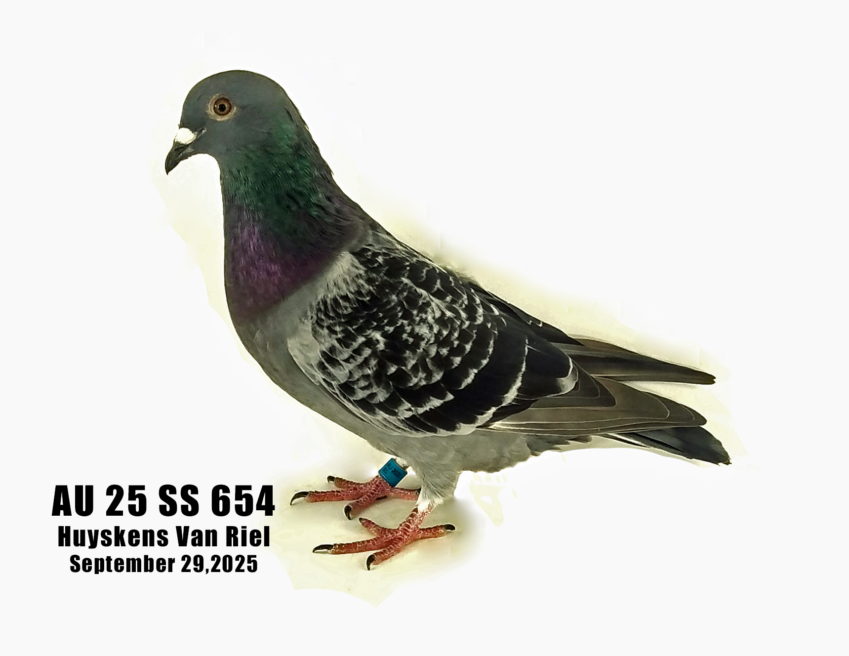 AU 25 SS 654 Huyskens Van Riel Cock
