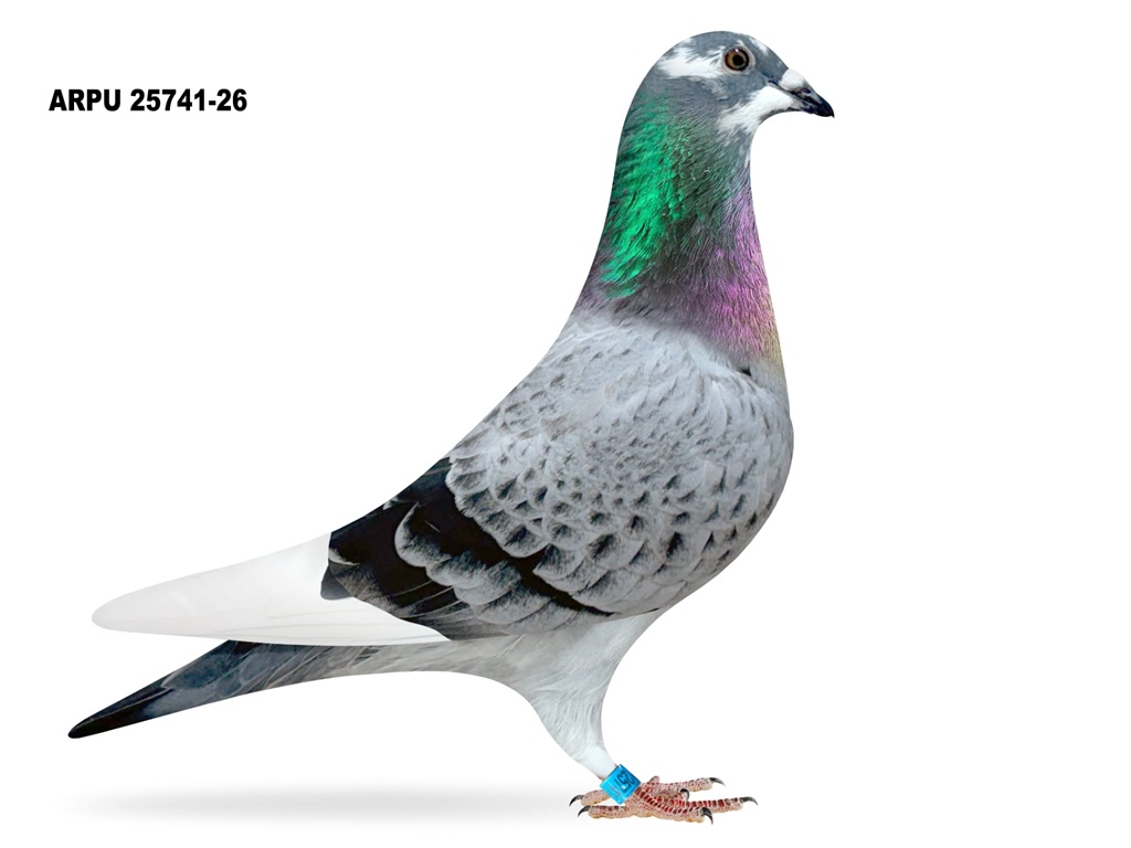 ARPU 25741-26 BBSPL HEN (1ST OFFERED)