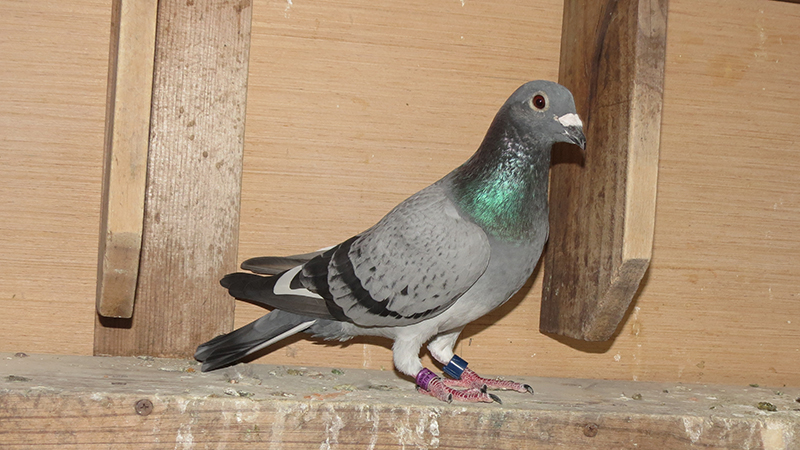 Preview Image 2