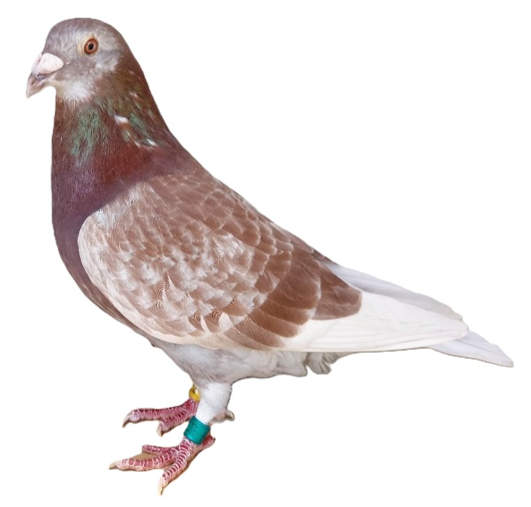 100% Pure Janssen Cock