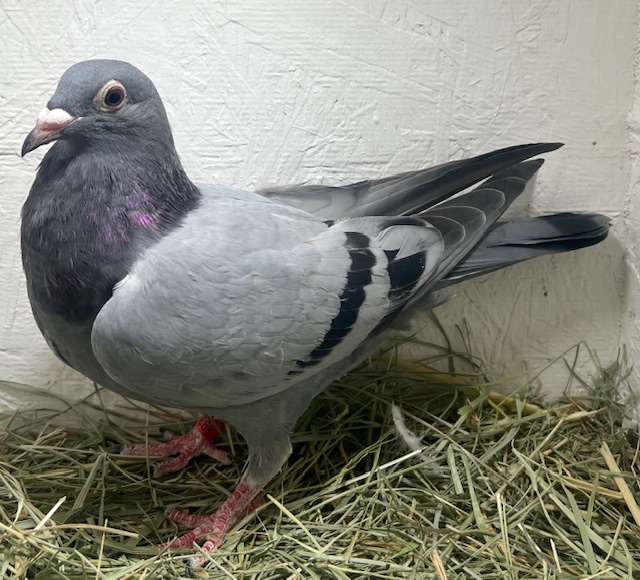 26-CDR-6931 BB Hen 