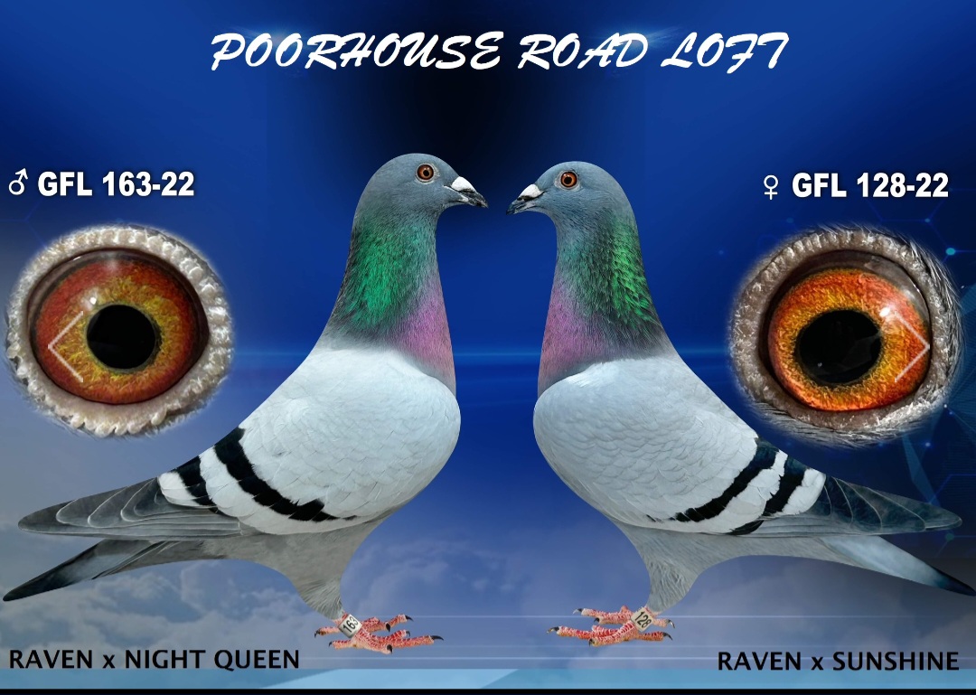 Double grandson of Raven 