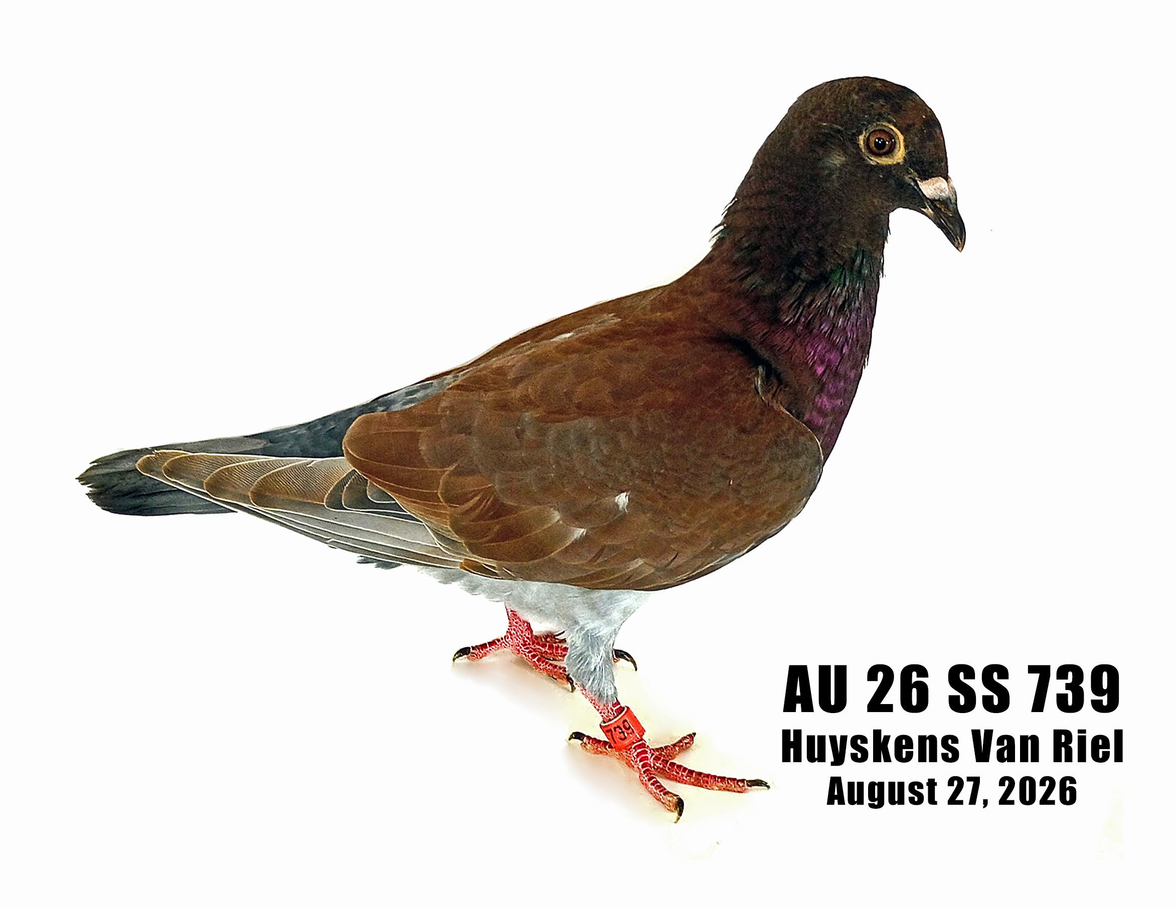 AU 26 SS 739 100% HVR Sire won Lucky 17 OLR