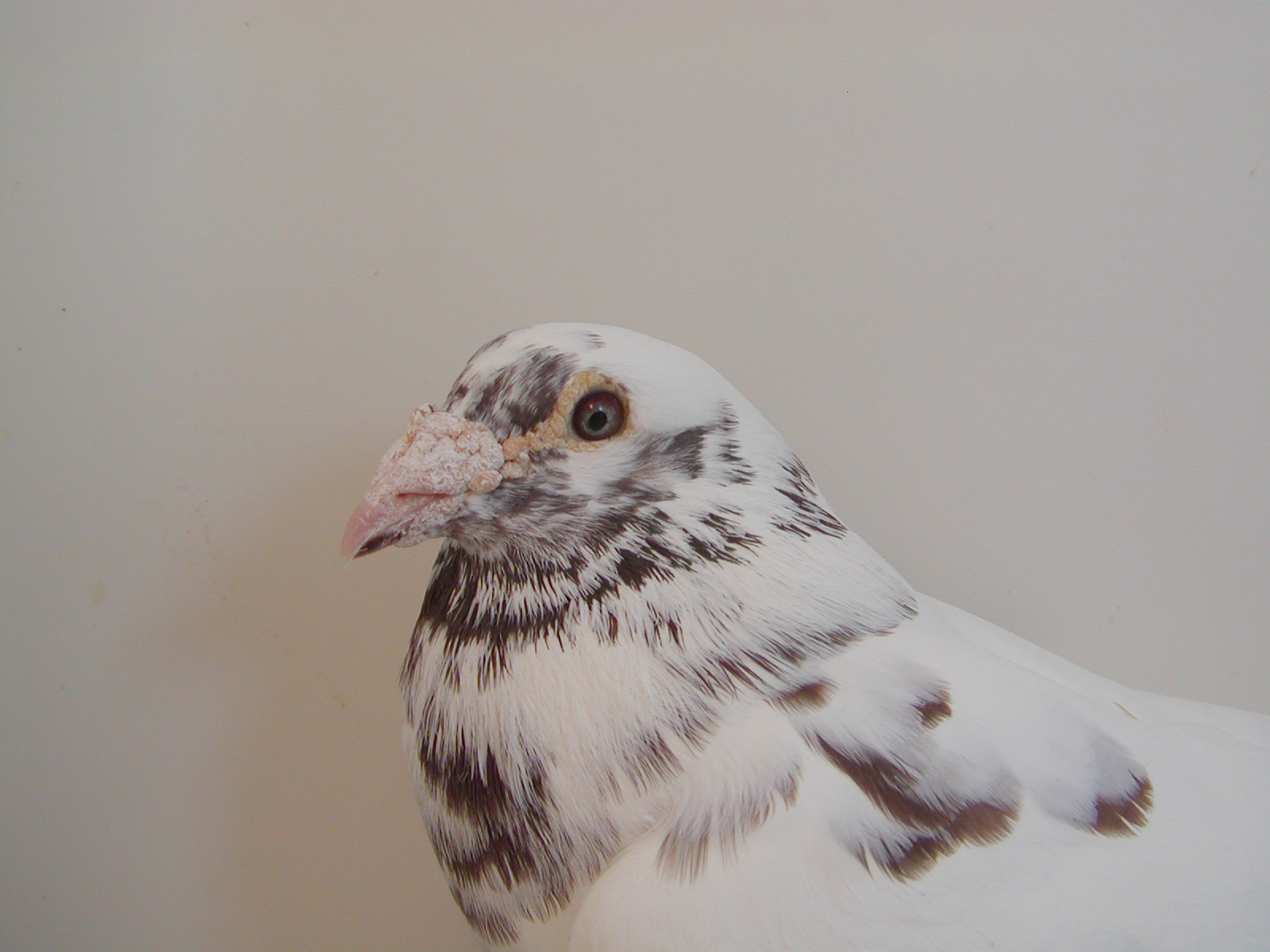 AU 20 HAMMOND 6070 REC RED SPL COCK