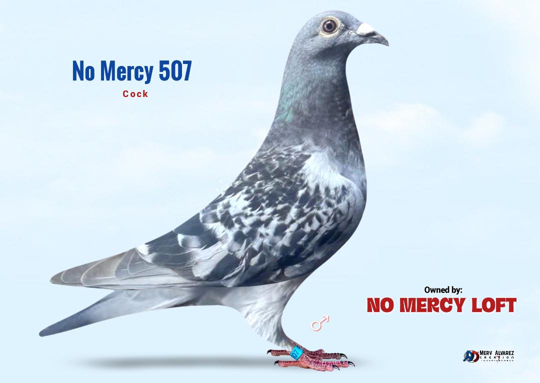 507 LEO HERMANS COCK